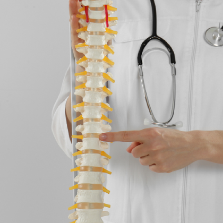 A healthcare professional in a white coat holds a model of the human spine, pointing to a section, symbolizing chiropractic care and spinal alignment techniques that may support natural navel realignment.